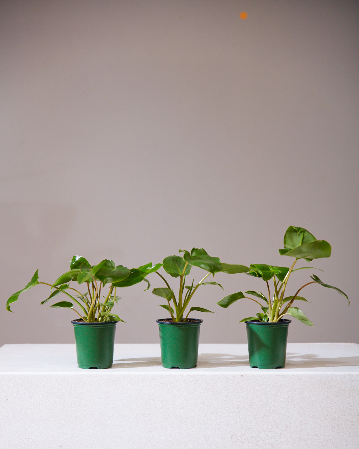 Burle Marx: Philodendron - 4 inch pot