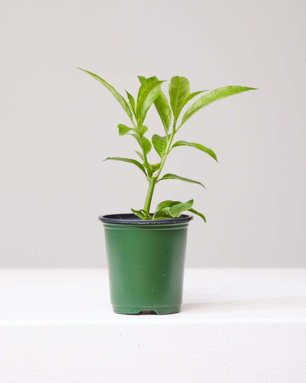 TULSI 3.5" Grower Pot