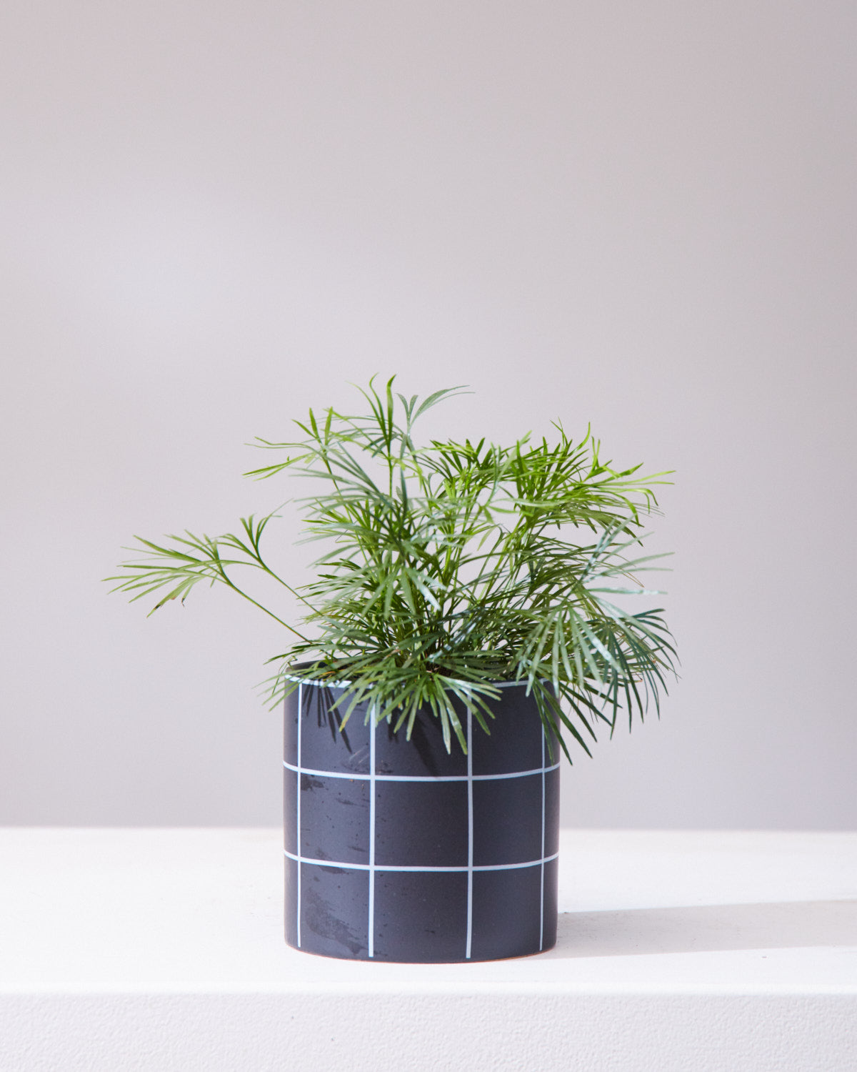 EYELASH FERN 4" Grower Pot