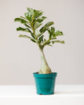 DESERT ROSE 4" Grower Pot