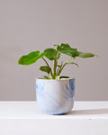 Burle Marx: Philodendron - 4 inch pot
