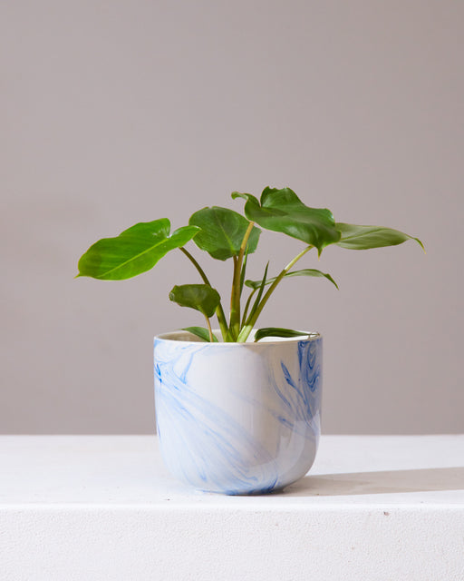 Burle Marx: Philodendron - 4 inch pot