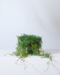 SELANGINELLA FERN (PEACOCK FERN) 6" Grower Pot