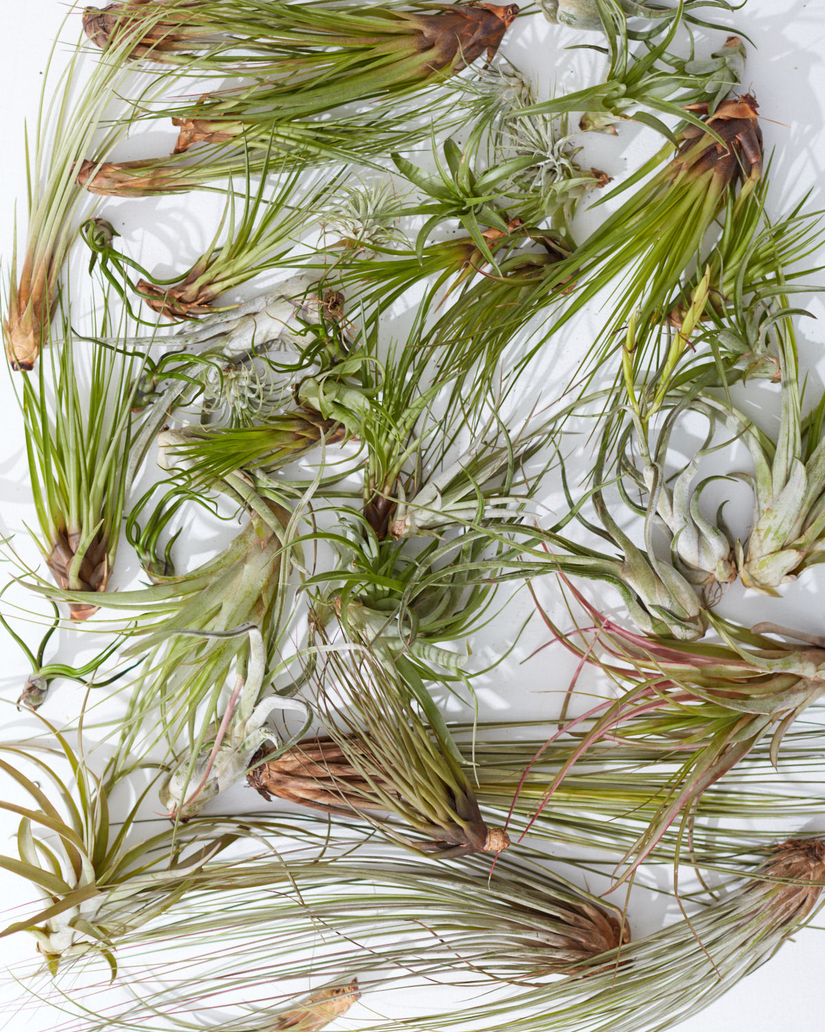 Assorted Air Plant: Tillandsia