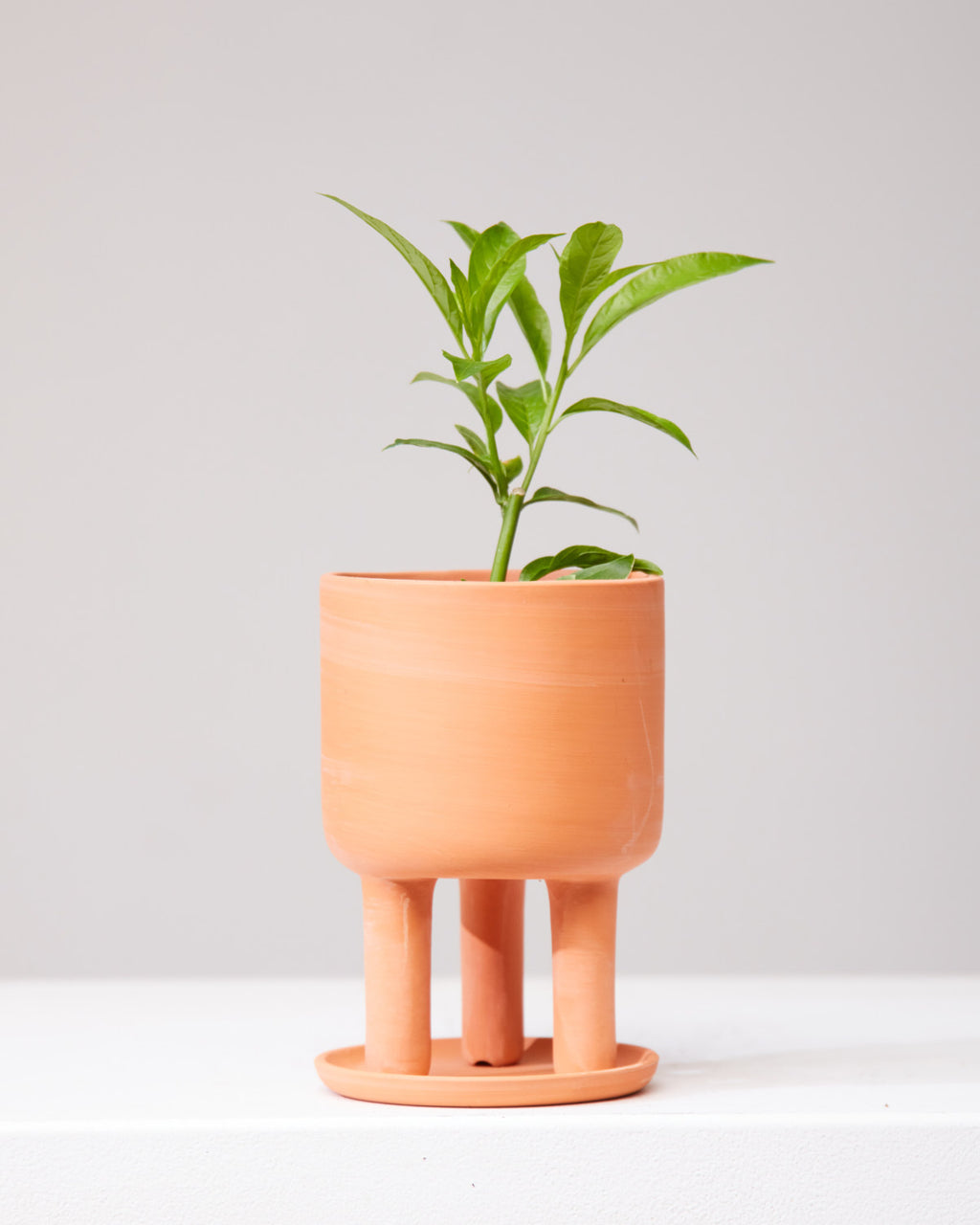 TULSI 3.5" Grower Pot