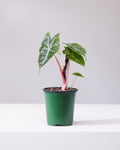 ALOCASIA 'PINK DRAGON' 4" Grower Pot