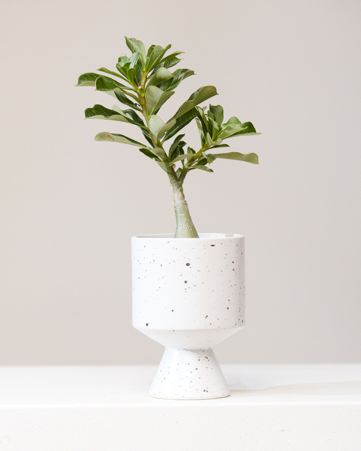 DESERT ROSE 4" Grower Pot