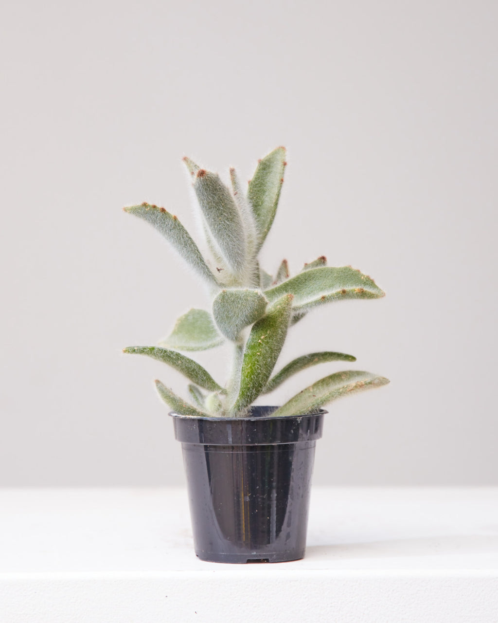 KALANCHOE 'HAIRY HAIRY' 3.5" Grower Pot