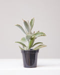 KALANCHOE 'HAIRY HAIRY' 3.5" Grower Pot