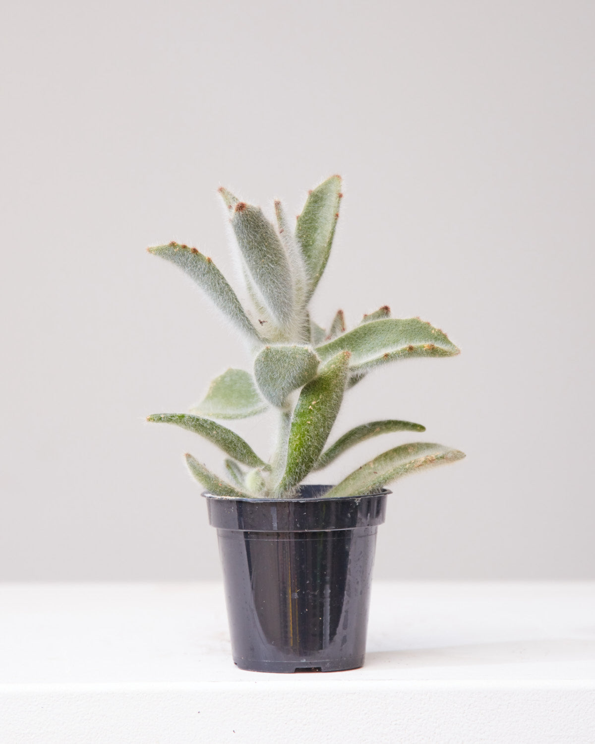 KALANCHOE 'HAIRY HAIRY' 3.5" Grower Pot