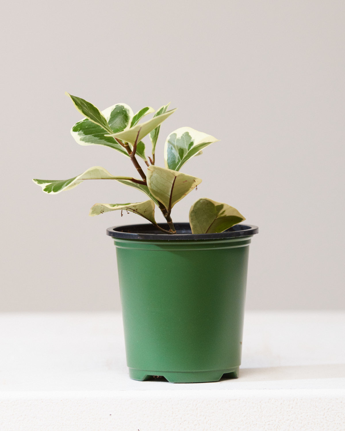 FICUS 'TRIANGULARIS' 3.5" Grower Pot