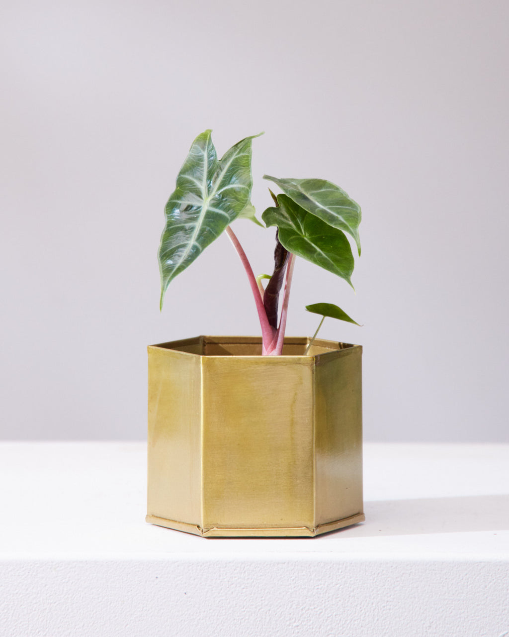 ALOCASIA 'PINK DRAGON' 4" Grower Pot