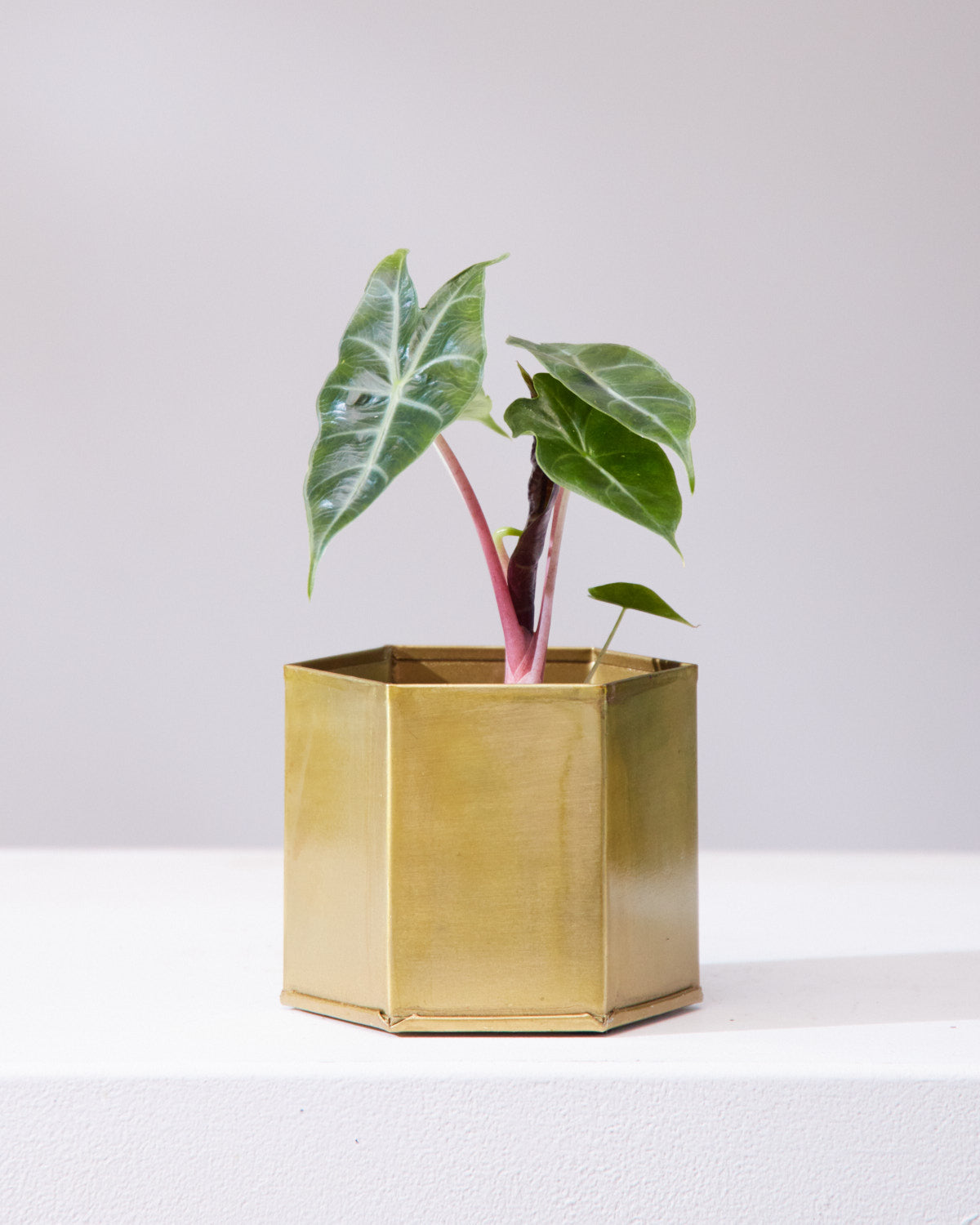 ALOCASIA 'PINK DRAGON' 4" Grower Pot