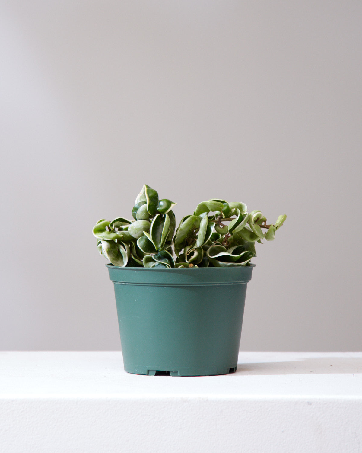 VARIEGATED HOYA COMPACTA 6" Grower Pot