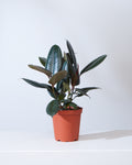 Burgundy Rubber Plant: Ficus elastica - 6 inch pot