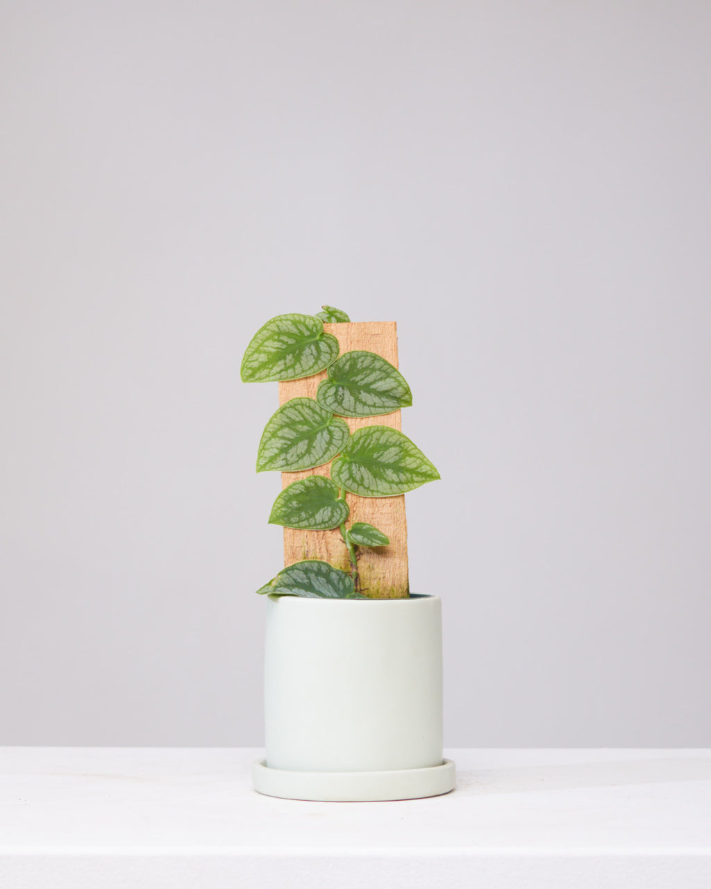 MONSTERA DUBIA 4" Grower Pot