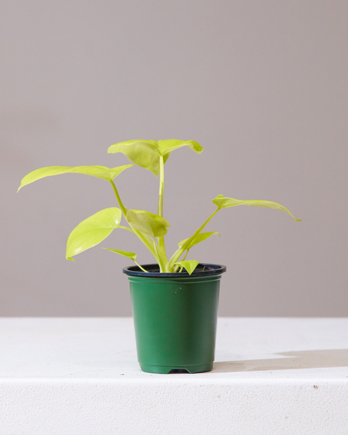 PHILODENDRON BIPINNATIFIDUM GOLD 'GOLDEN SELLOUM' 3.5" Grower Pot