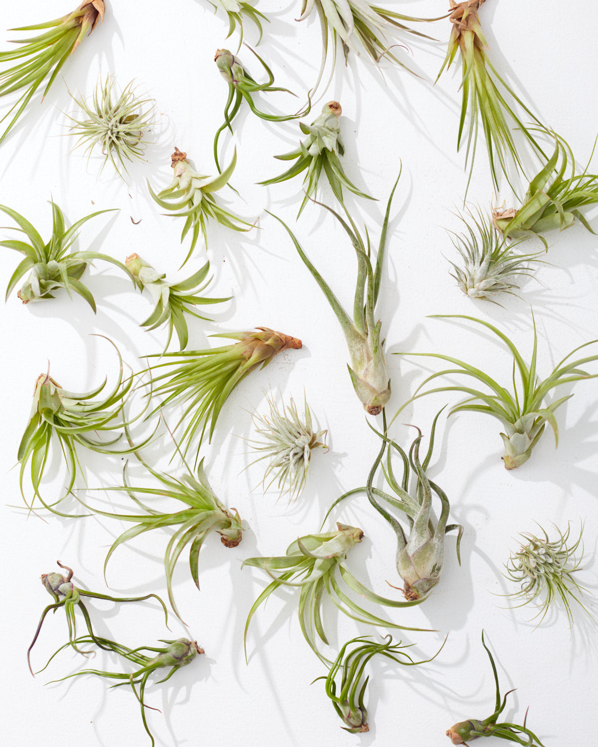 Assorted Air Plant: Tillandsia