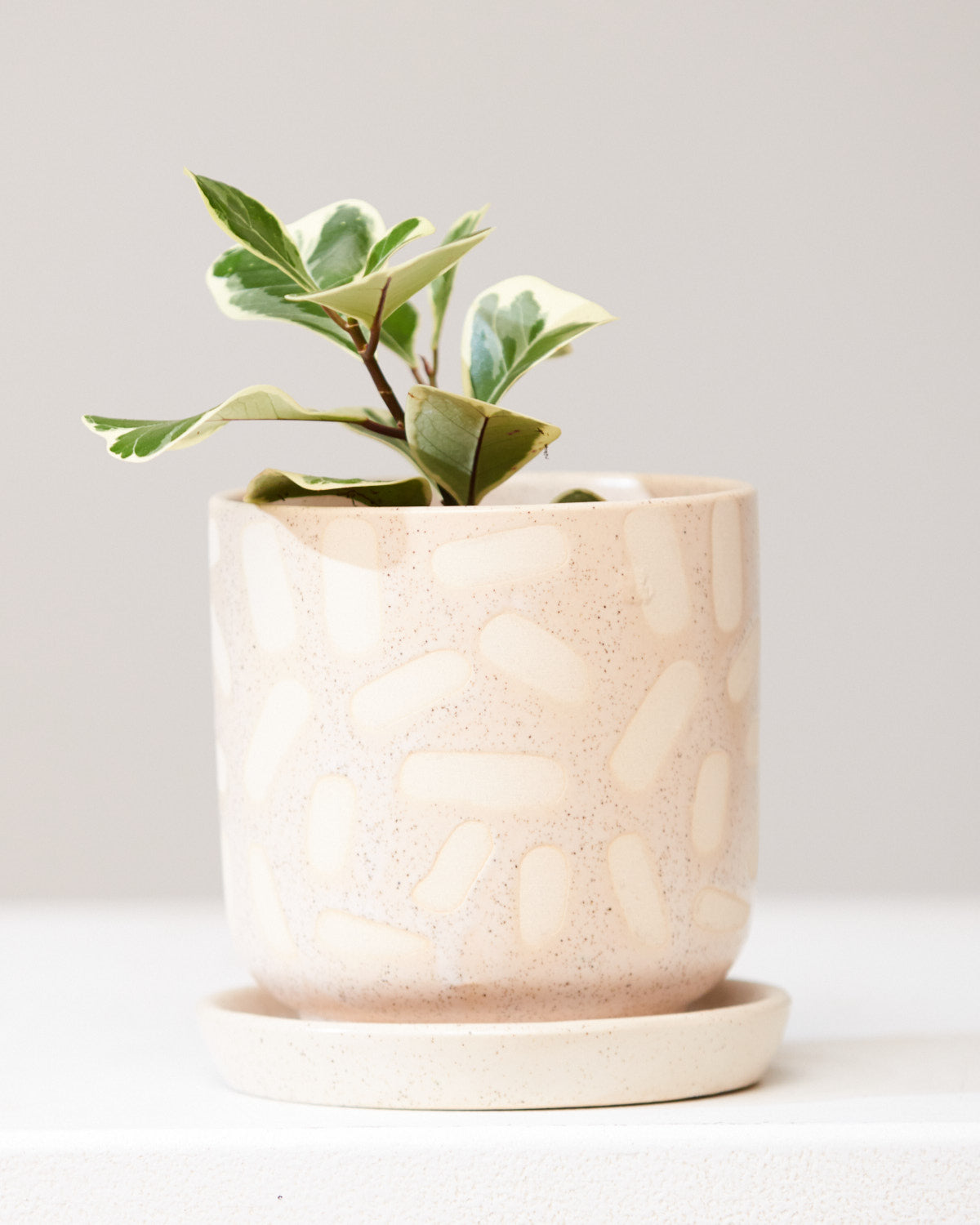 FICUS 'TRIANGULARIS' 3.5" Grower Pot