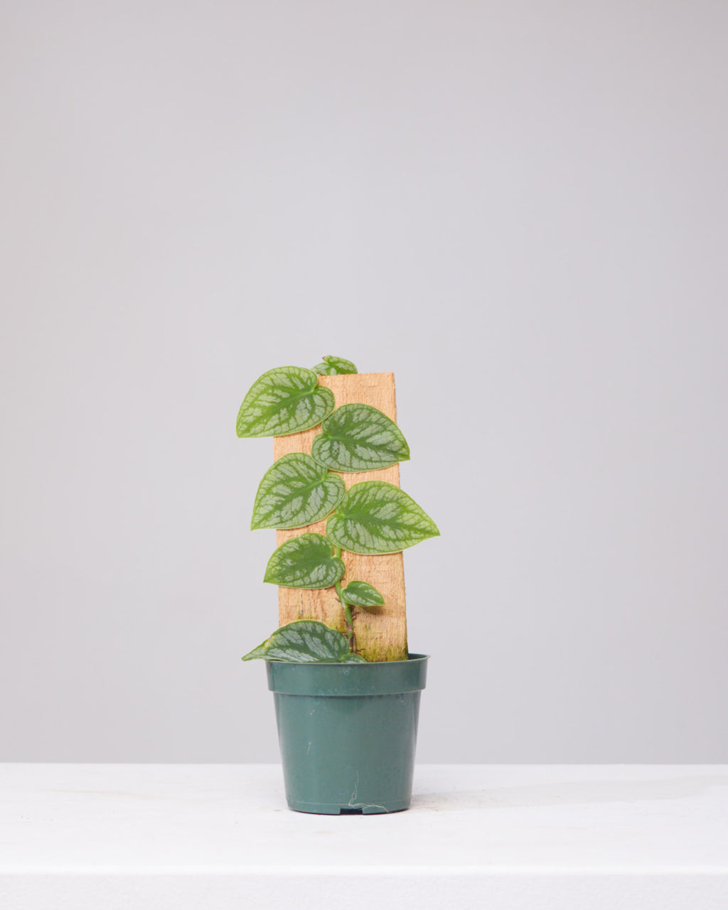 MONSTERA DUBIA 4" Grower Pot