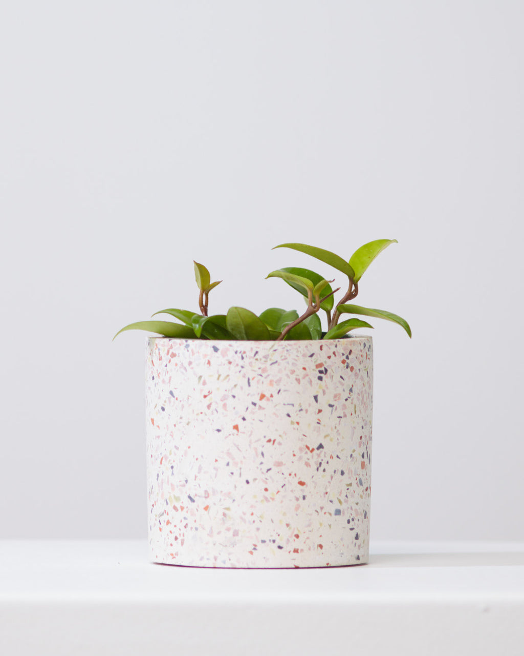 HOYA BILOBATA 4" Grower Pot