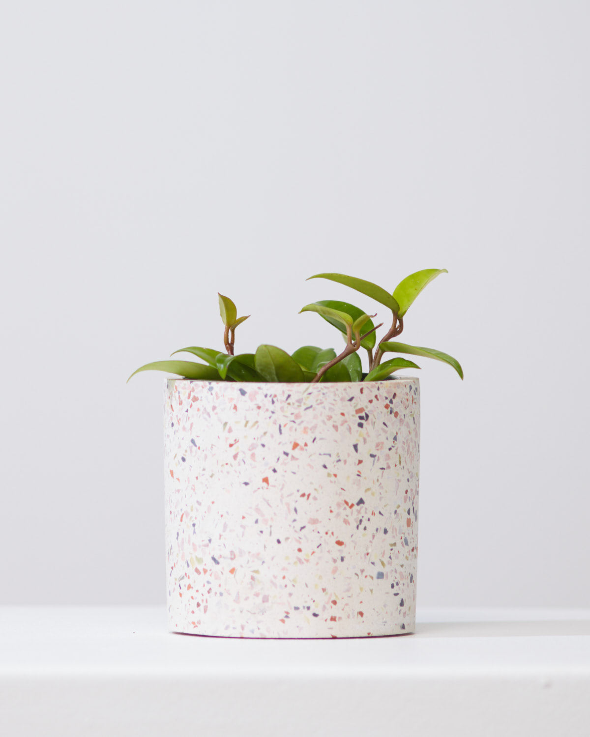 HOYA BILOBATA 4" Grower Pot