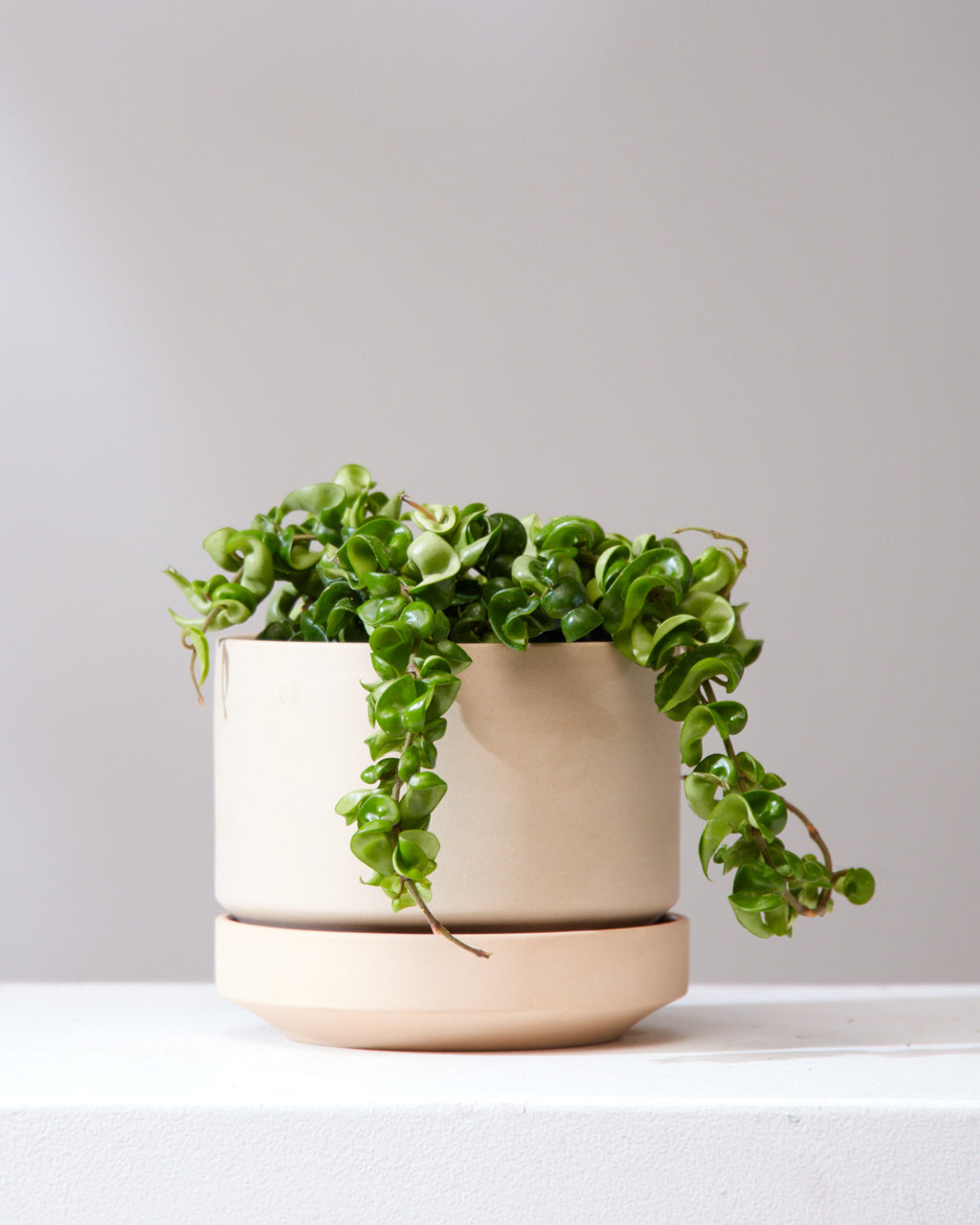 Hindu Rope: Hoya carnosa 'Compacta' - 6 inch pot