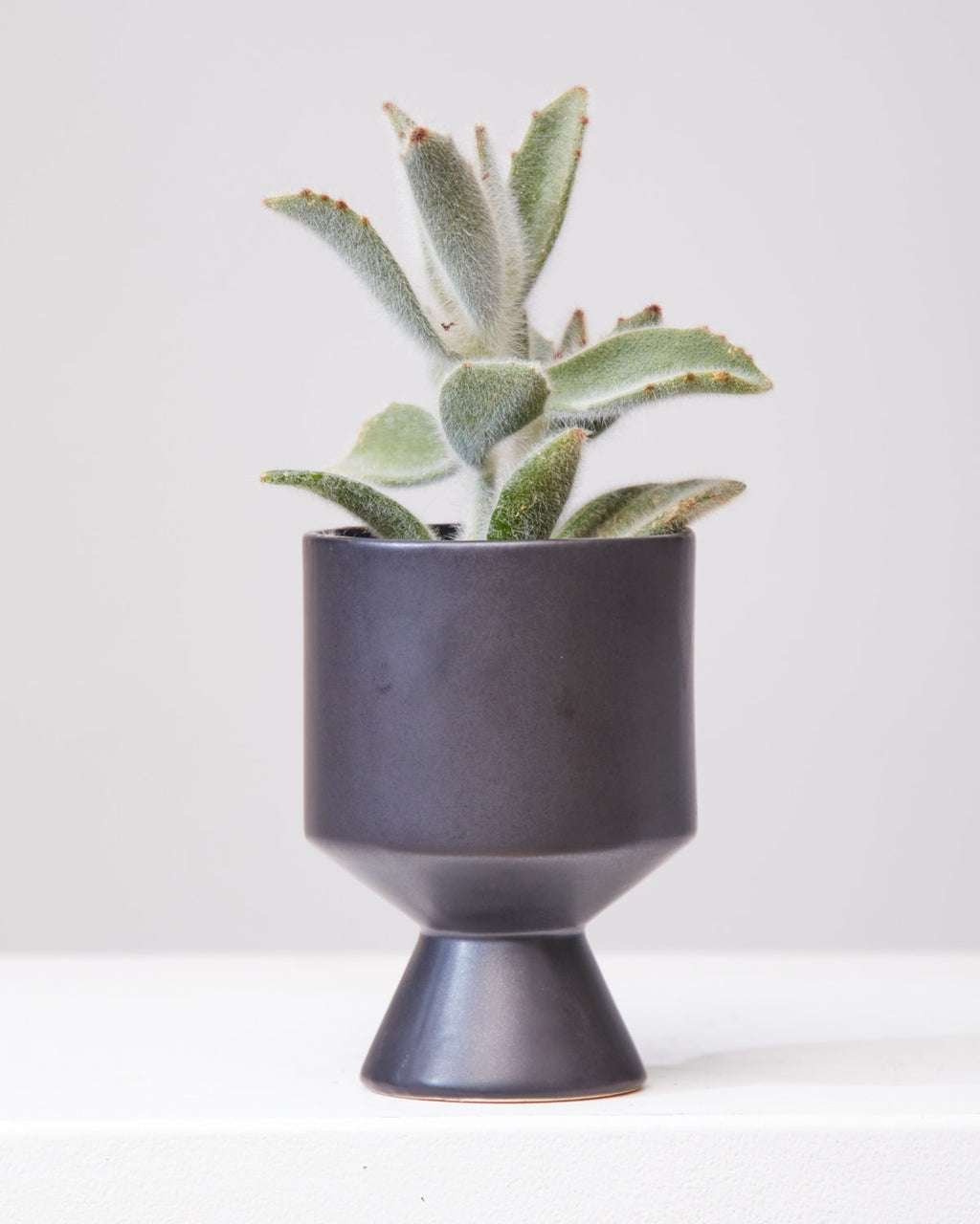 KALANCHOE 'HAIRY HAIRY' 3.5" Grower Pot