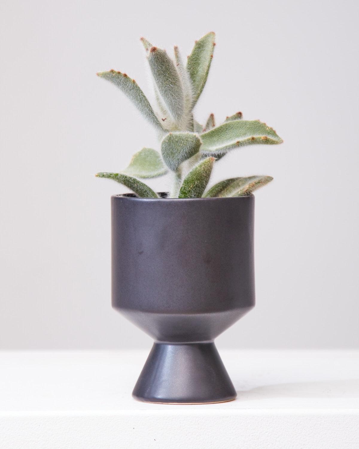 KALANCHOE 'HAIRY HAIRY' 3.5" Grower Pot