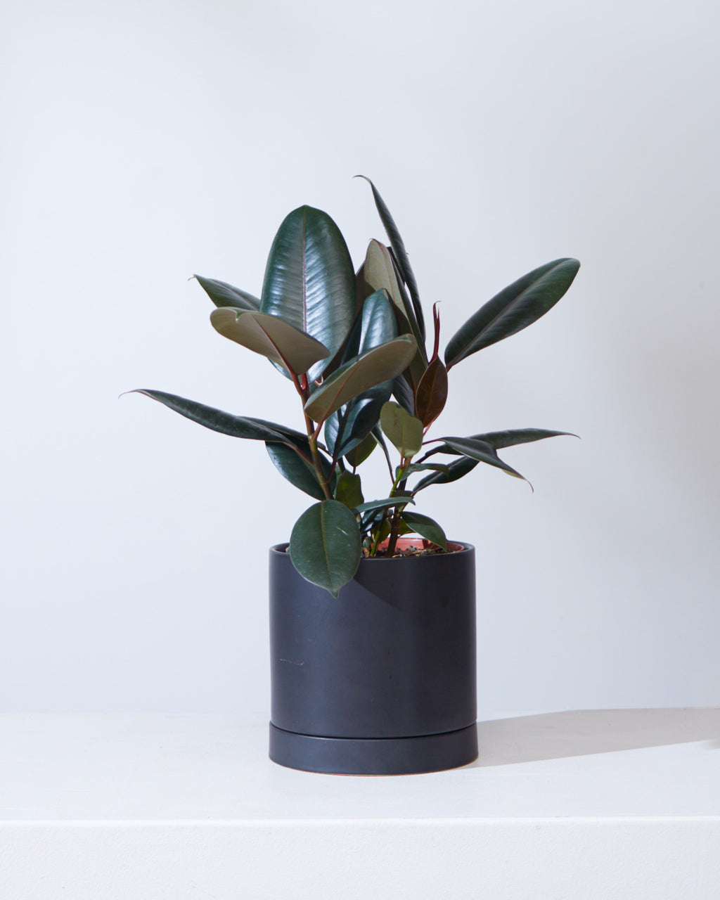 Burgundy Rubber Plant: Ficus elastica - 6 inch pot