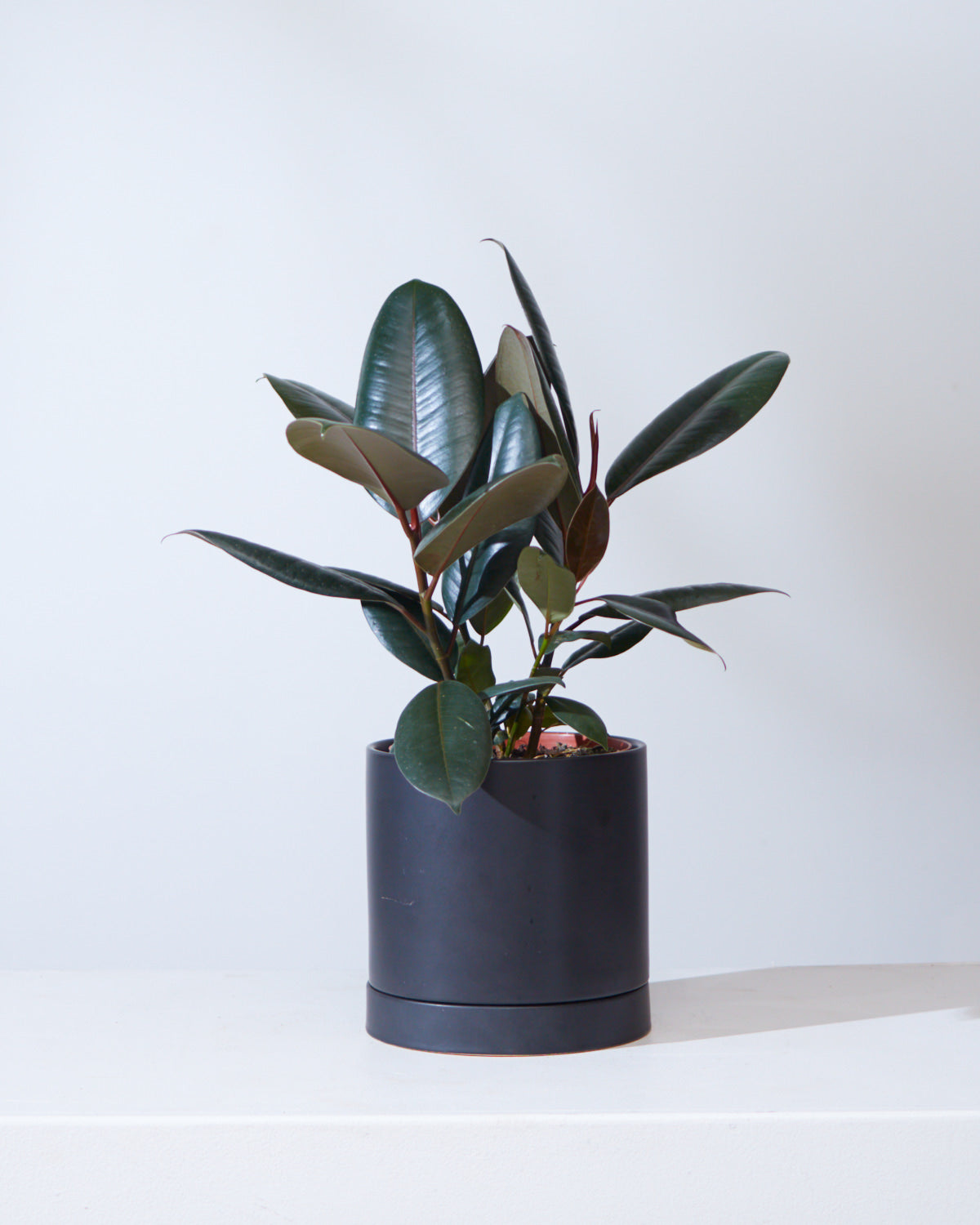 Burgundy Rubber Plant: Ficus elastica - 6 inch pot