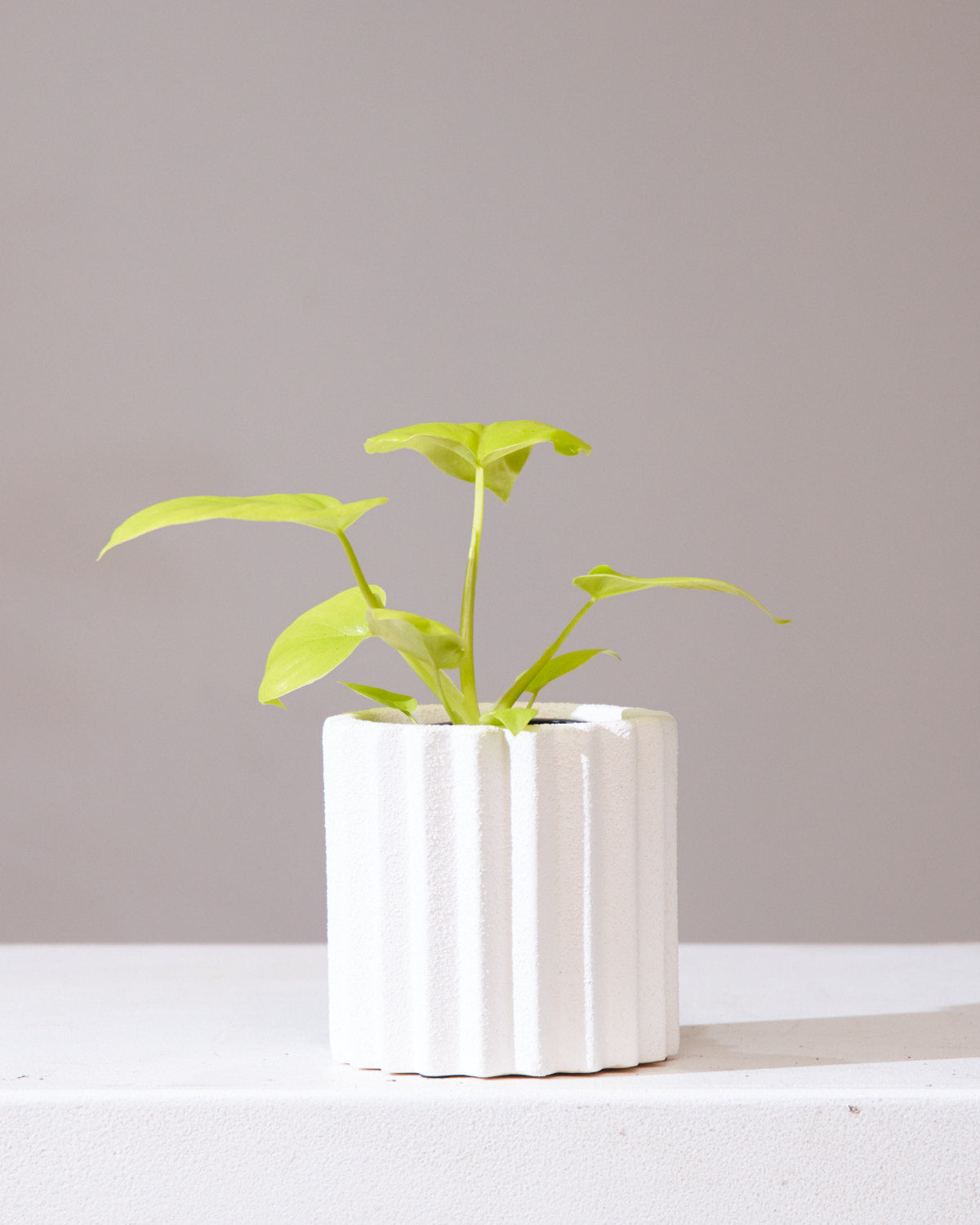 PHILODENDRON BIPINNATIFIDUM GOLD 'GOLDEN SELLOUM' 3.5" Grower Pot