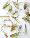 ASSORTED TILLANDSIA 'AIR PLANT'