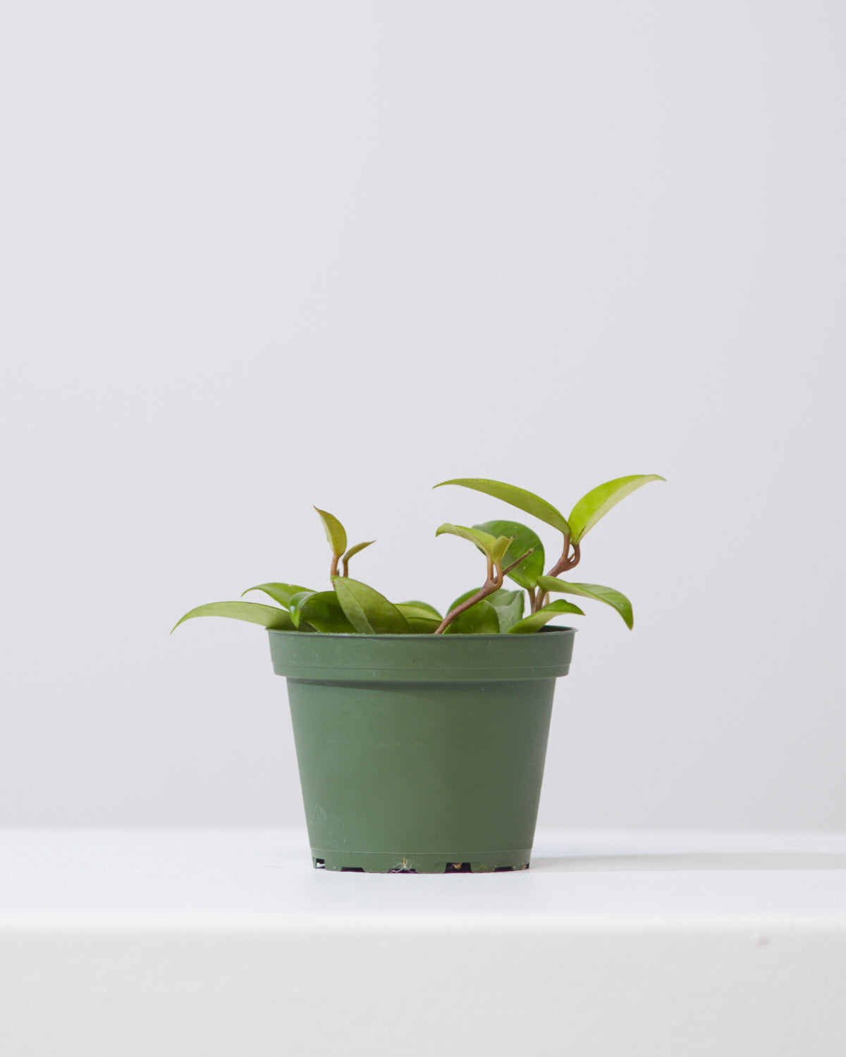 HOYA BILOBATA 4" Grower Pot