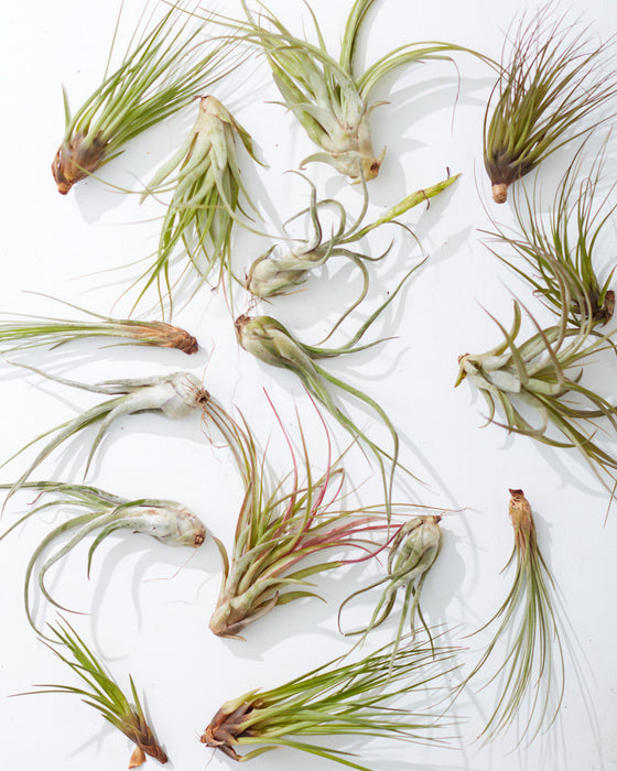 ASSORTED TILLANDSIA 'AIR PLANT'