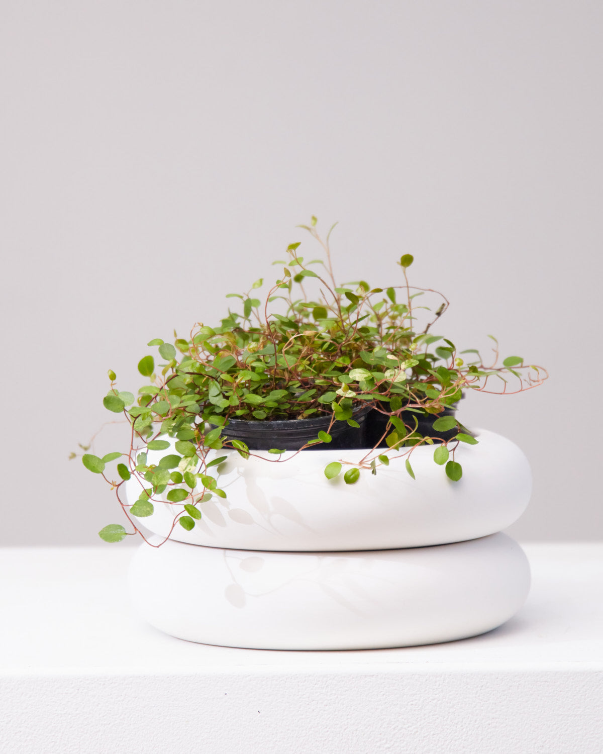 AREAWARE STACKING PLANTER Short White 8 Inch