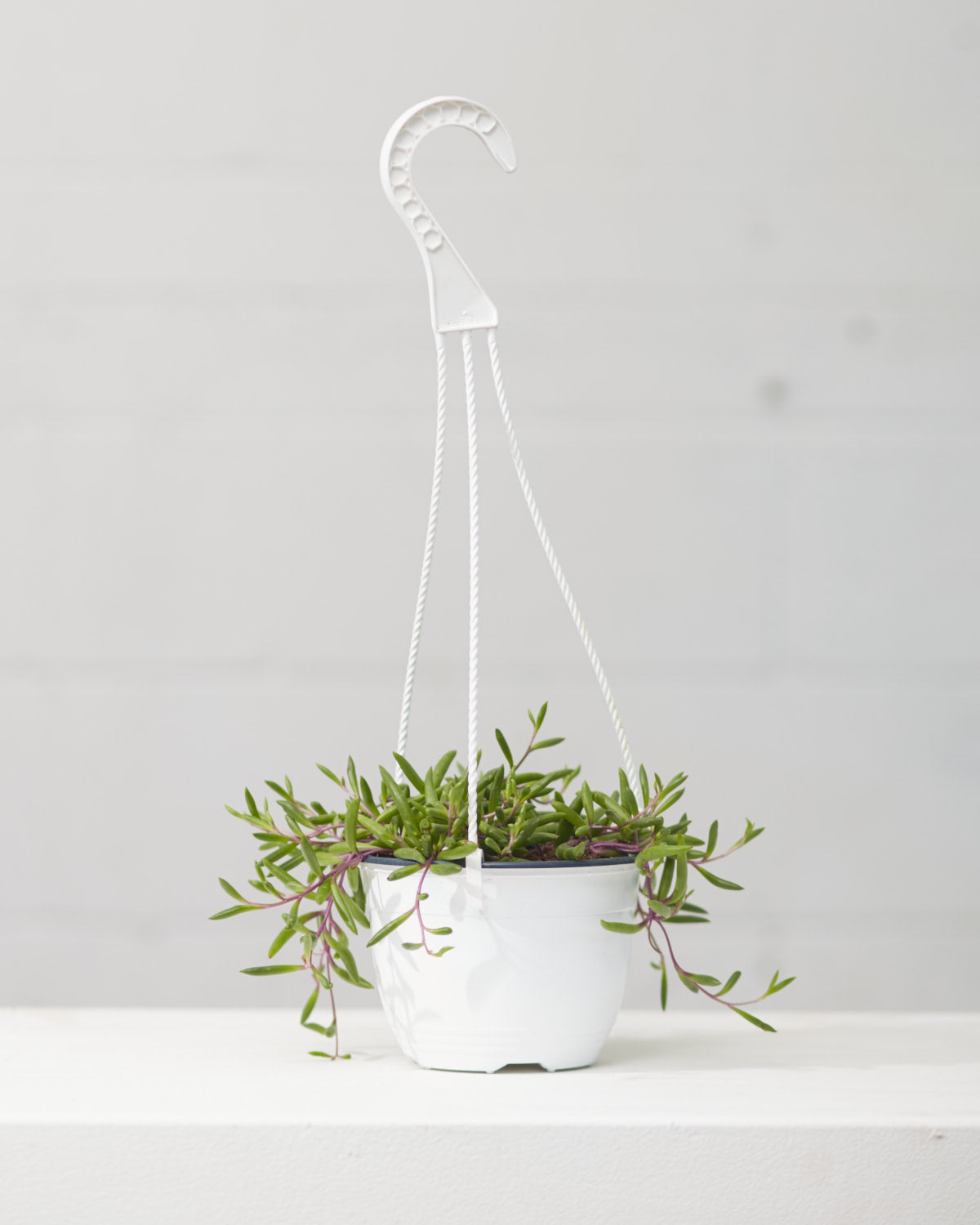 SENECIO 'PURPLE FLASH' 6" HANGING BASKET