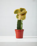 GOLDEN RAT TAIL CACTUS 4" Grower Pot