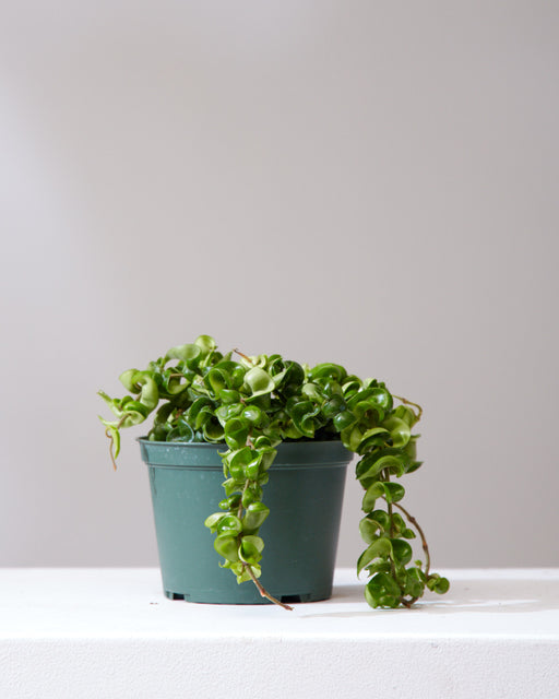 Hindu Rope: Hoya carnosa 'Compacta' - 6 inch pot
