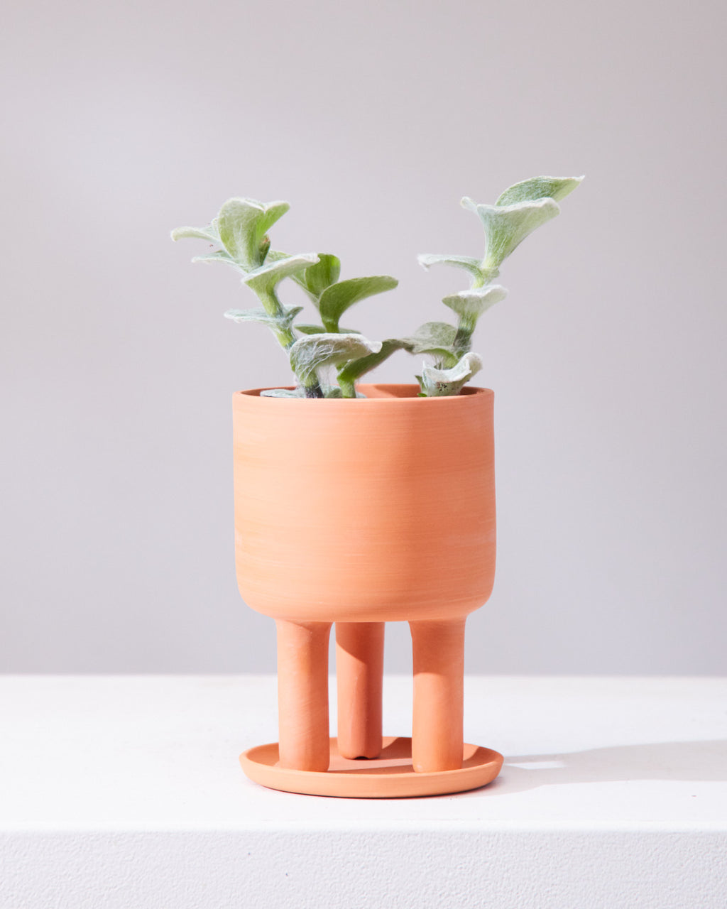 TRADESCANTIA WHITE VELVET 'WOOLY' 3.5" Grower Pot