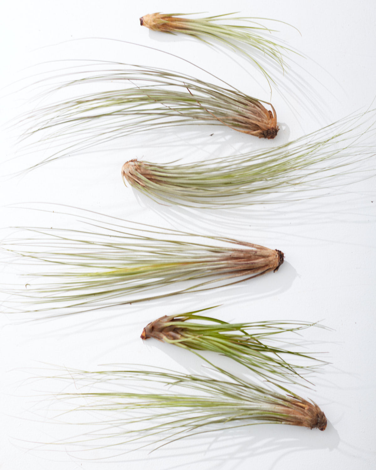 Assorted Air Plant: Tillandsia