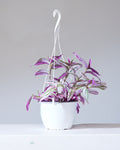 TRADESCANTIA NANOUK 8" HANGING BASKET