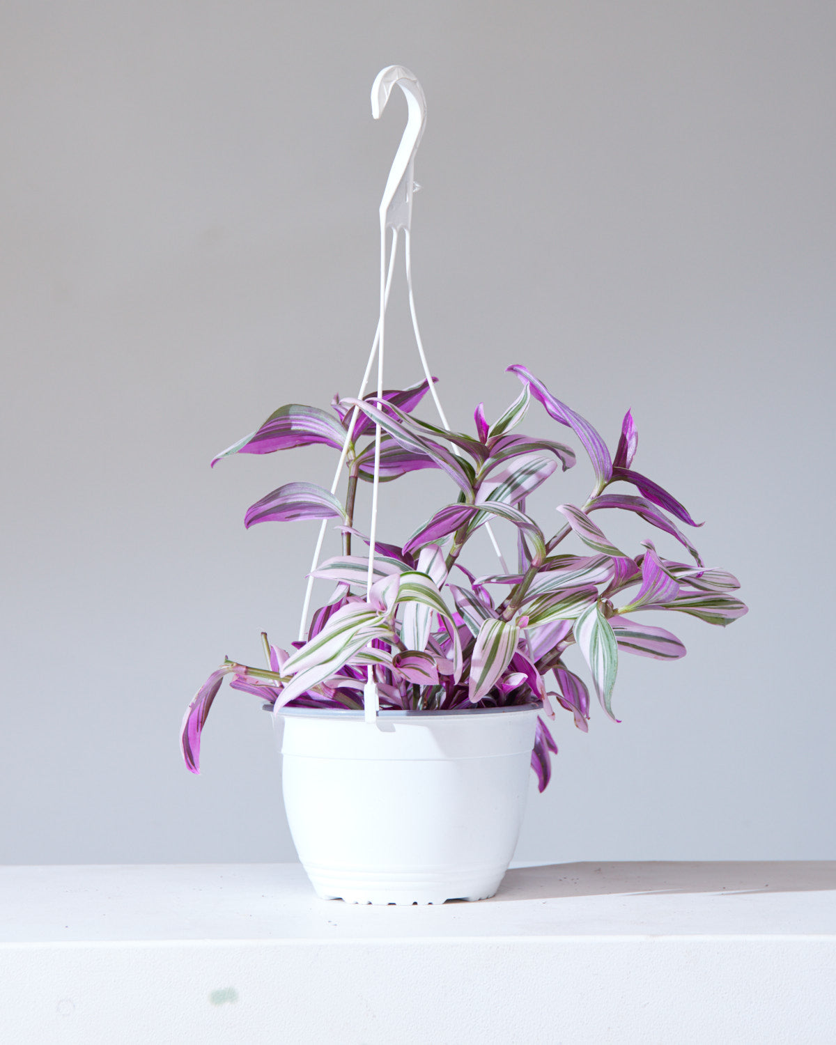 TRADESCANTIA NANOUK 8" HANGING BASKET