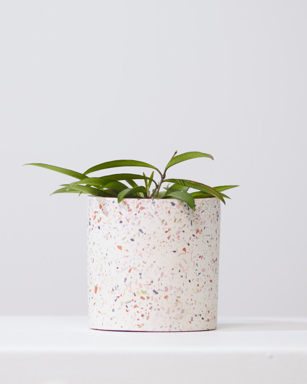 HOYA WAYETII 4" Grower Pot