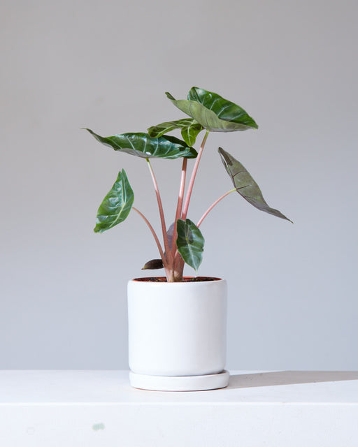 Pink Dragon Elephant Ear: Alocasia - 6 inch pot