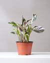 CALATHEA WHITE FUSION 6" Grower Pot