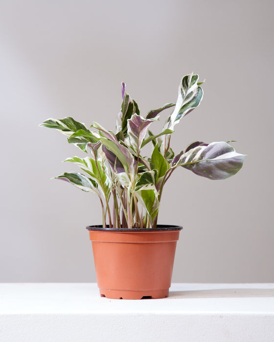 CALATHEA WHITE FUSION 6" Grower Pot