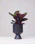 CALATHEA ROSEOPTICA 4" Grower Pot