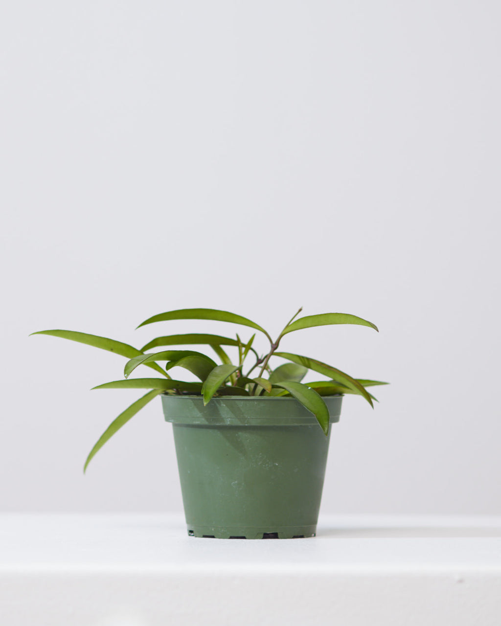 HOYA WAYETII 4" Grower Pot