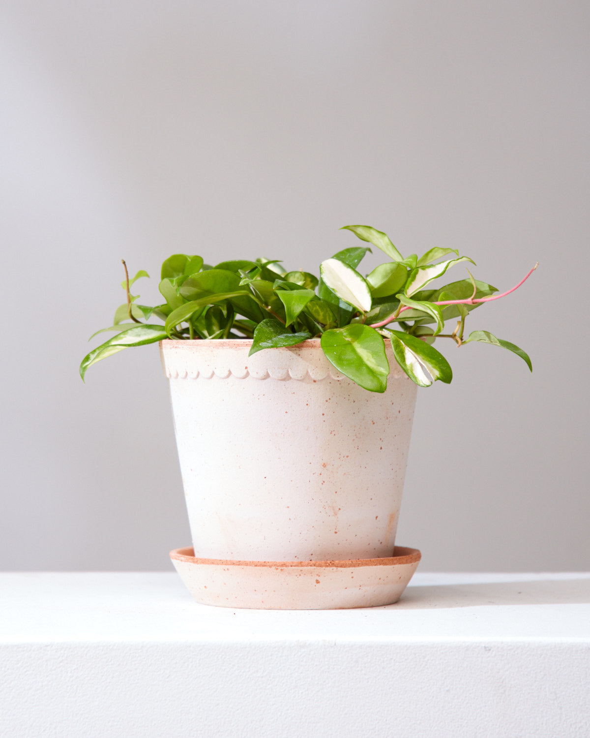 7 Inch BERGS POTTER 'HELENA' ROSA
